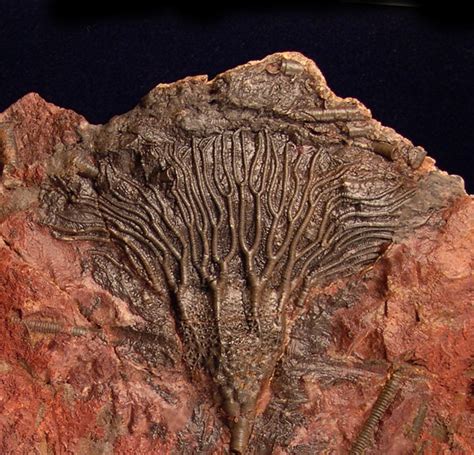 crinoid fossil for sale